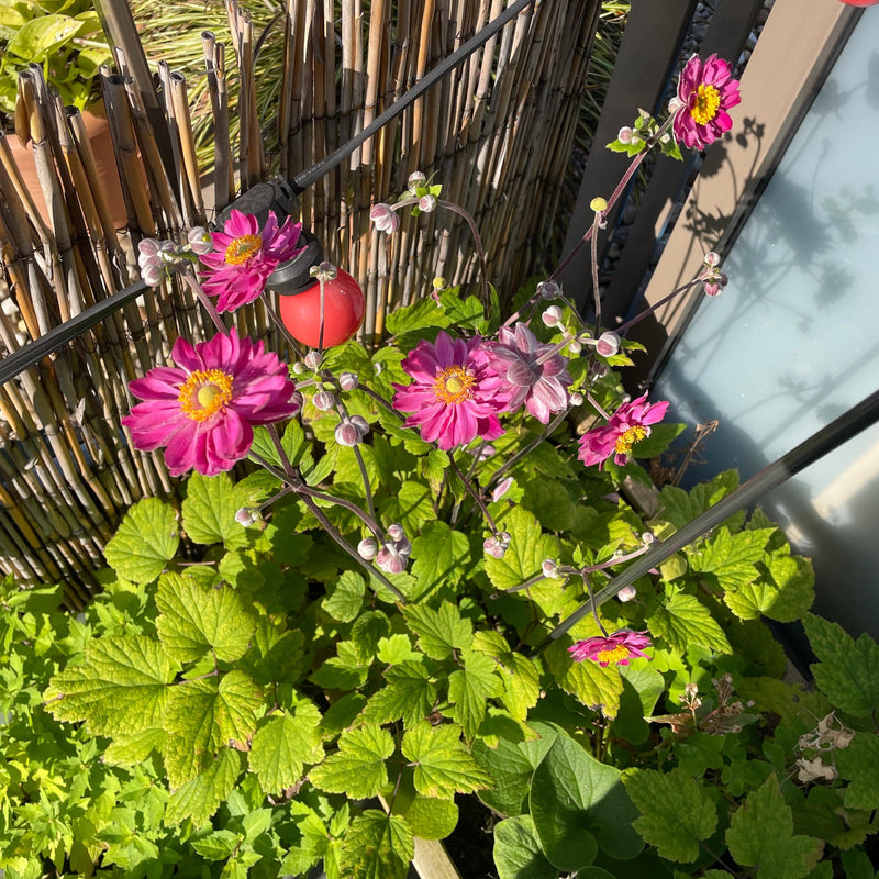 Anemone Pamina in een pot op een balkon. 