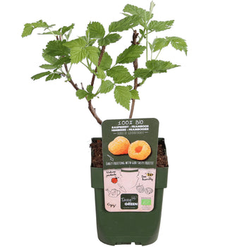 Herfstframboos Golden Everest