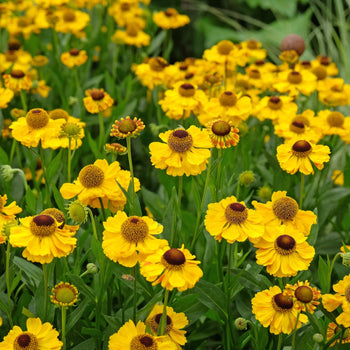 Zonnekruid The Bishop