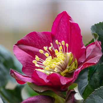 Kerstroos Helleborus Pretty Ellen Red