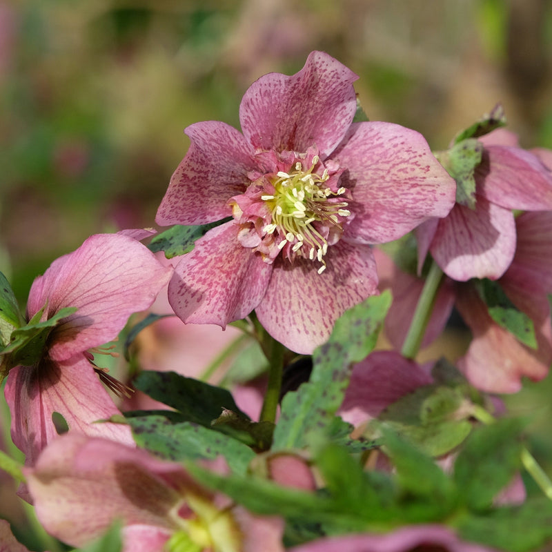 Biologische gekweekte helleborus in volle bloei.