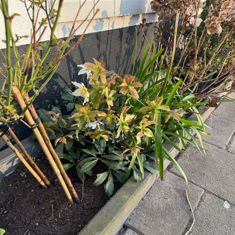 tuinplant helleborus niger in geveltuin