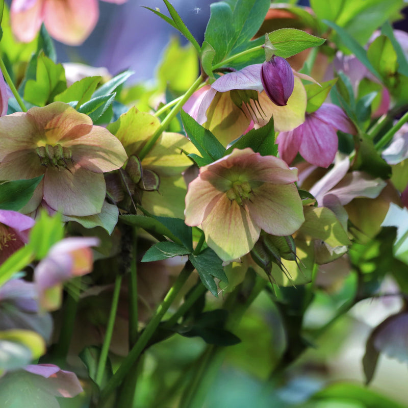 Kerstroos Helleborus orientalis mix