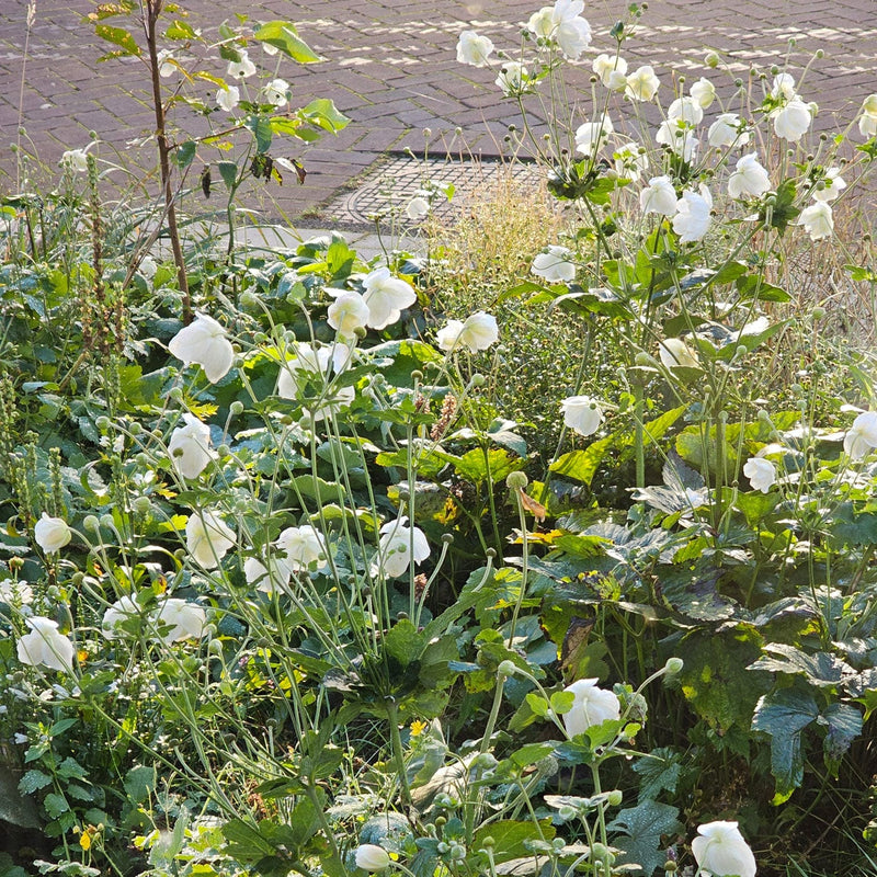 Bloeiende herfstanemoon Honorine Jobert  met witte bloemen in de tuin