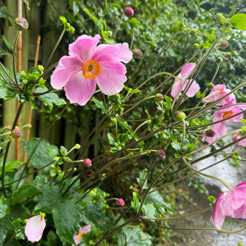 Herfstanemoon robustissima close up bloem