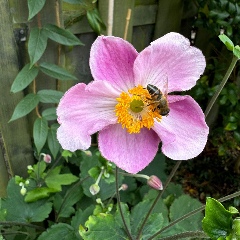 Herfstanemoon robustissima close-up bloem met bij