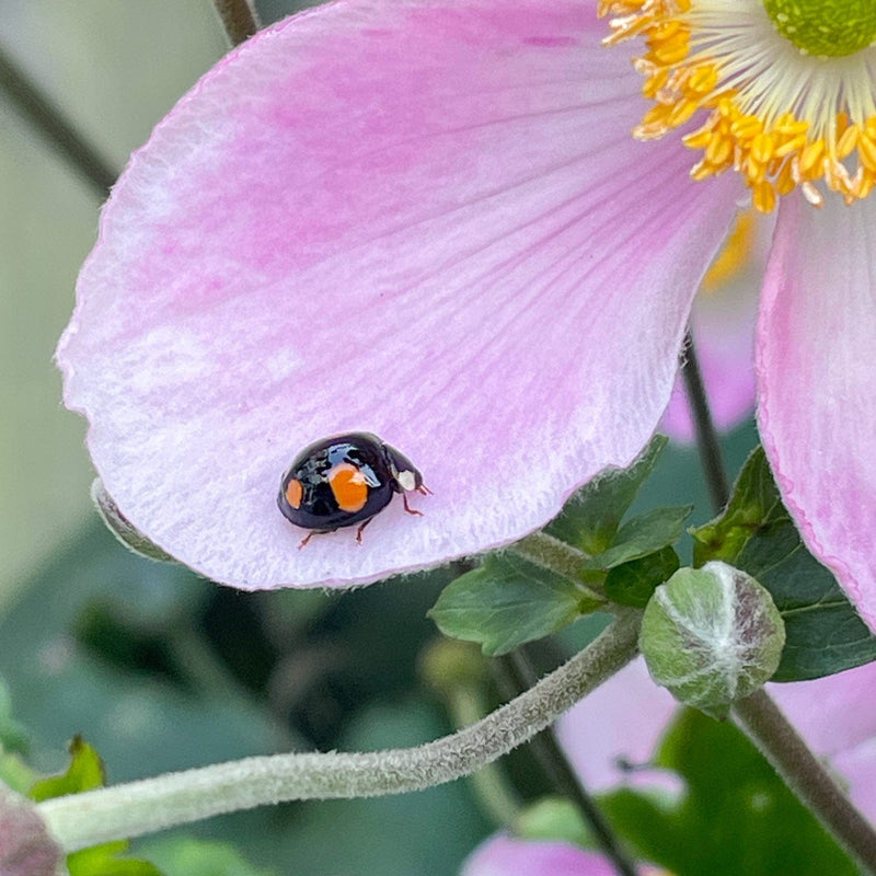 Herfstanemoon robustissima close up bloemblad met lieveheersbeestje