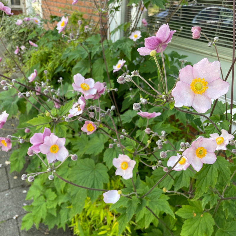 herfstanemoon in geveltuin