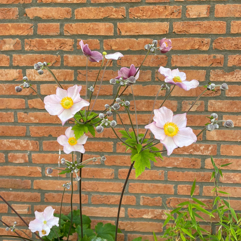 close-up bloemen herfstanemoon tegen muur