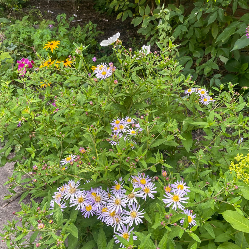 aster met lila paarse bloem en geel hart in een border