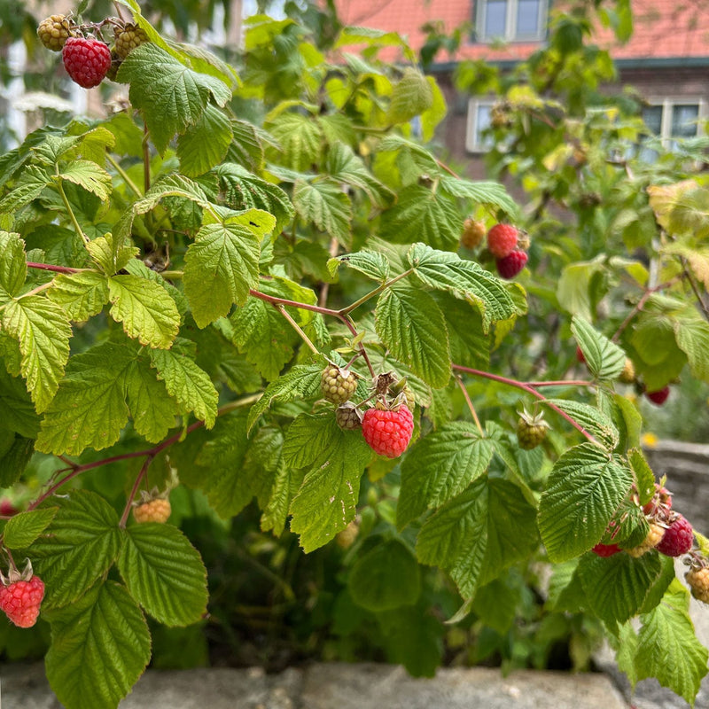 Fruitstruik Herfst framboos Rubus Autum in een tuin