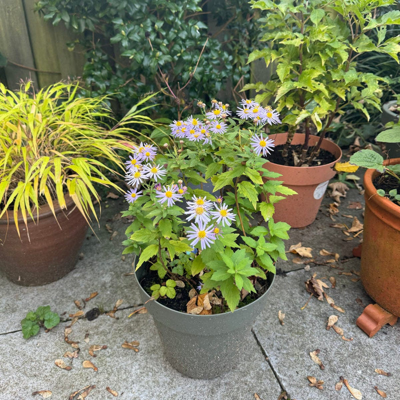 herfstaster asran in pot