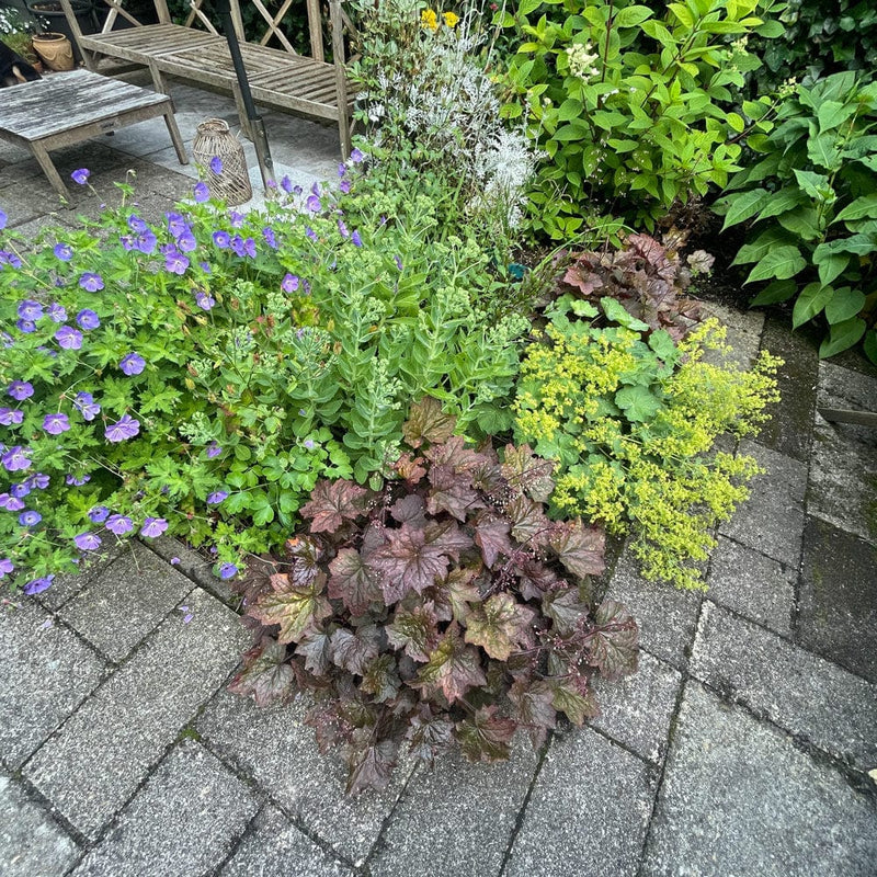 heuchera chocolate ruffles in border van bovenaf