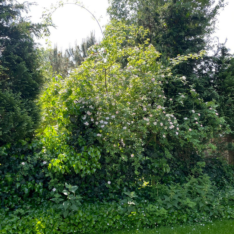 Hondsroos rosa canina in de tuin