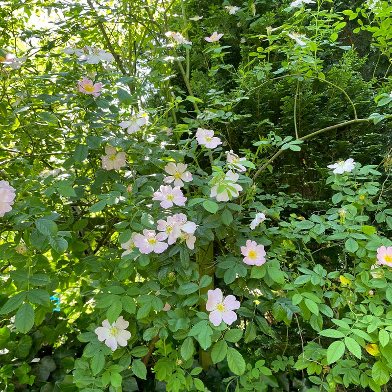 hondsroos rosa canina n de tuin