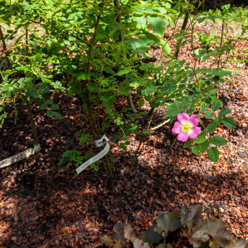 hondsroos canina in de tuin 