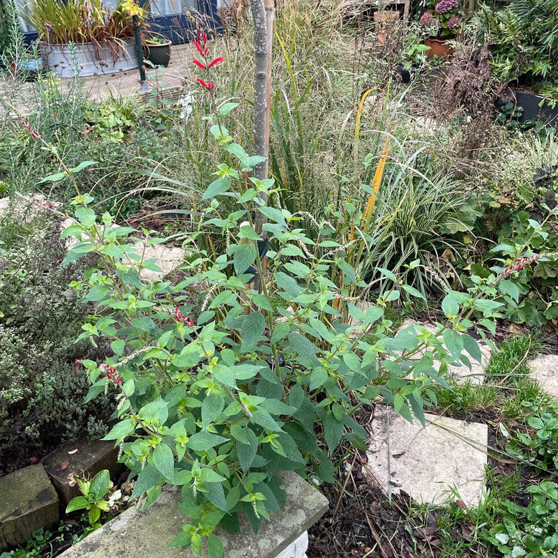 Honingmeloensalie in tuin