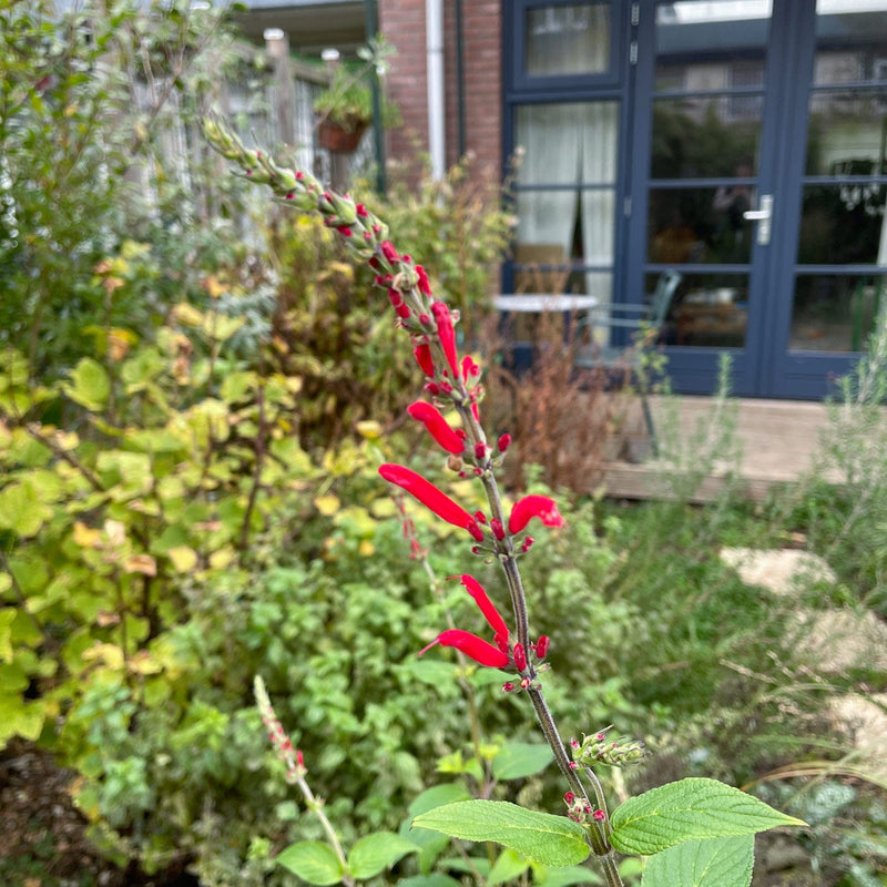 Honingmeloensalie close-up bloem en knop