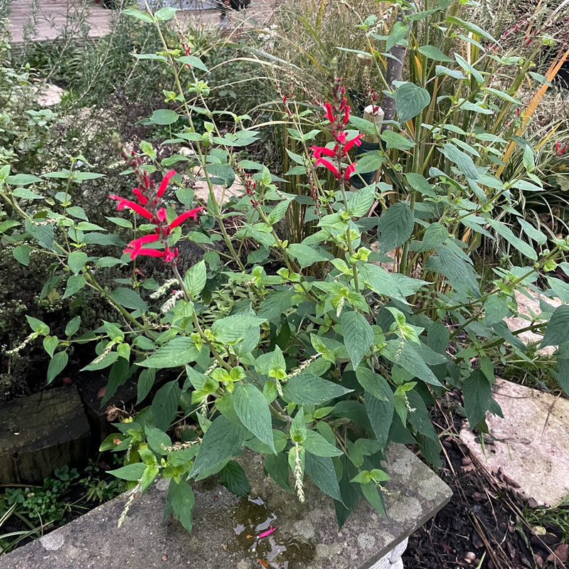 Honingmeloensalie in tuin