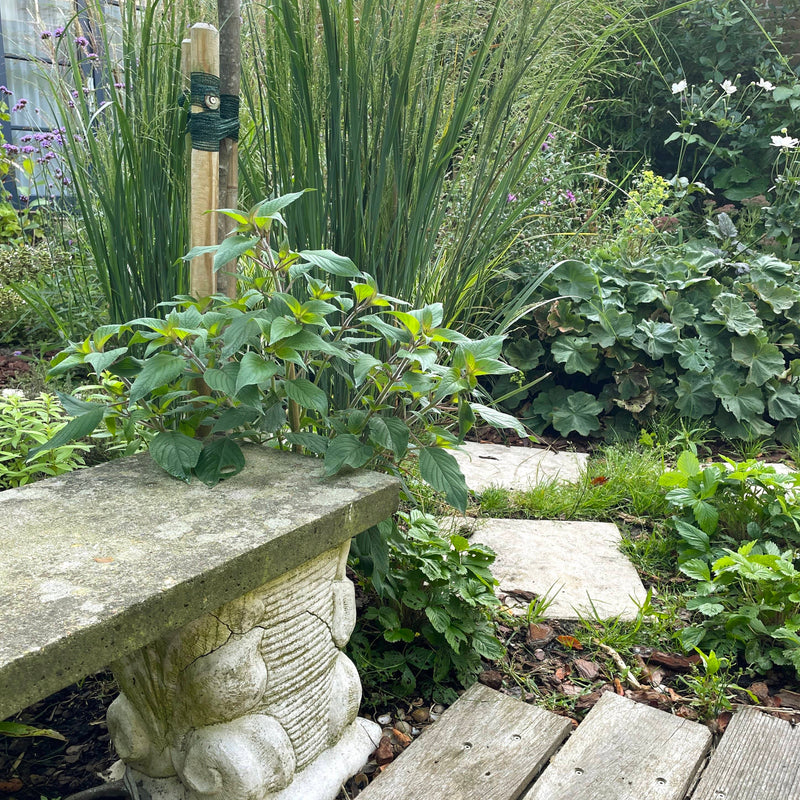 Honingmeloensalie in tuin