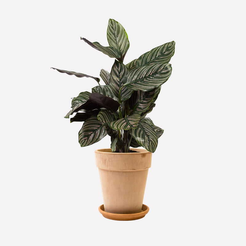 Hoog licht 18  terracotta pot met Calathea Ornata