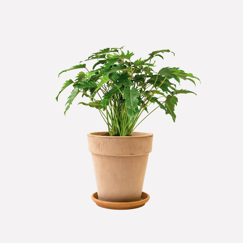 Hoog licht 31 terracotta pot met Philodendron Xanadu