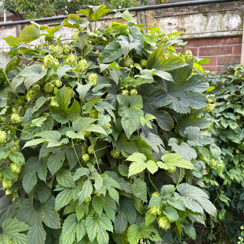 Duurzaam gekweekte klimplant hop met hopbellen. 