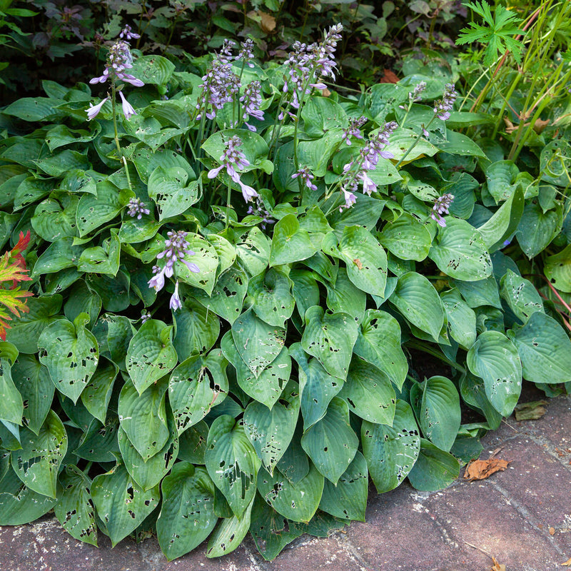 Hosta elegans in border