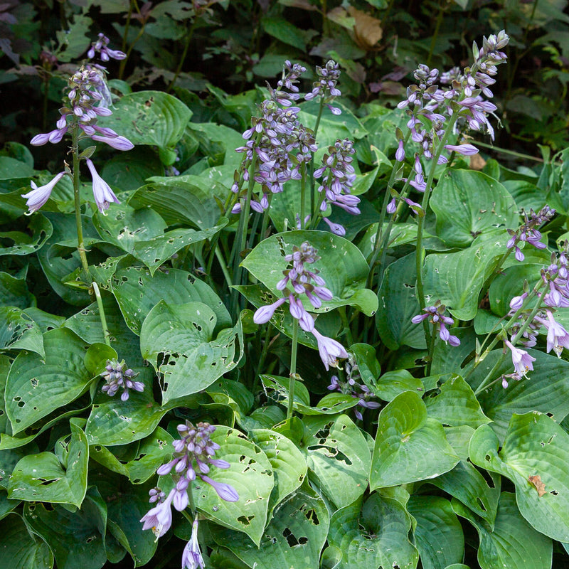 Close-up bloemen hosta elegans