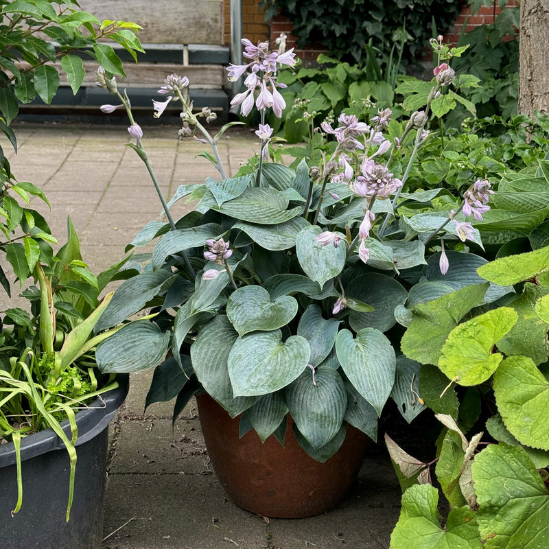 Hosta elegans in pot