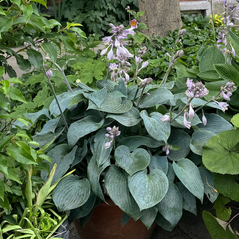 Hosta elegans in pot close-up