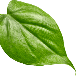 plant groen blad