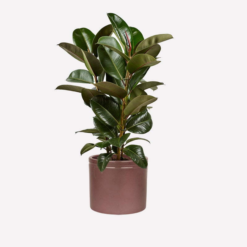 Indische Rubberplant