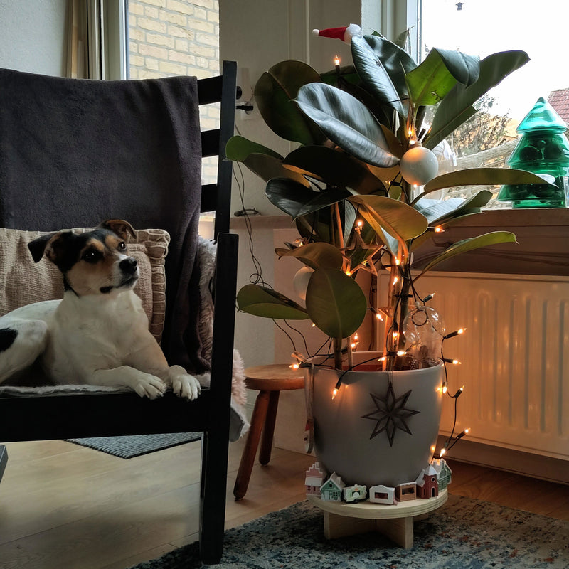 Indische rubberplant met kerstverlichting en kerstversiering