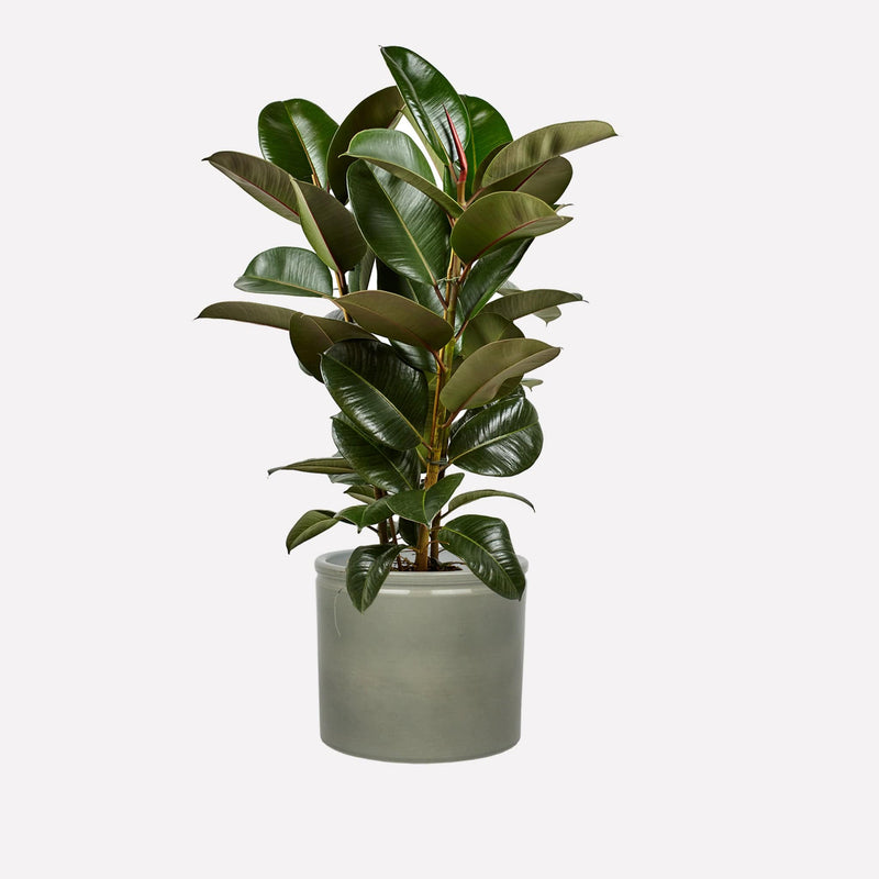 Indische Rubberplant