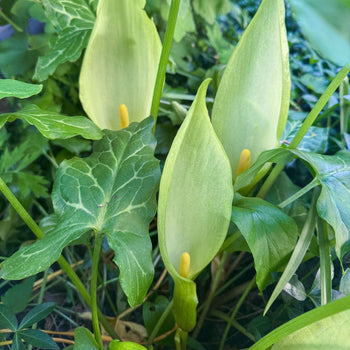 Italiaanse aronskelk