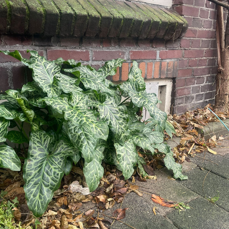 Aronskelk Arum Italicum in een geveltuin