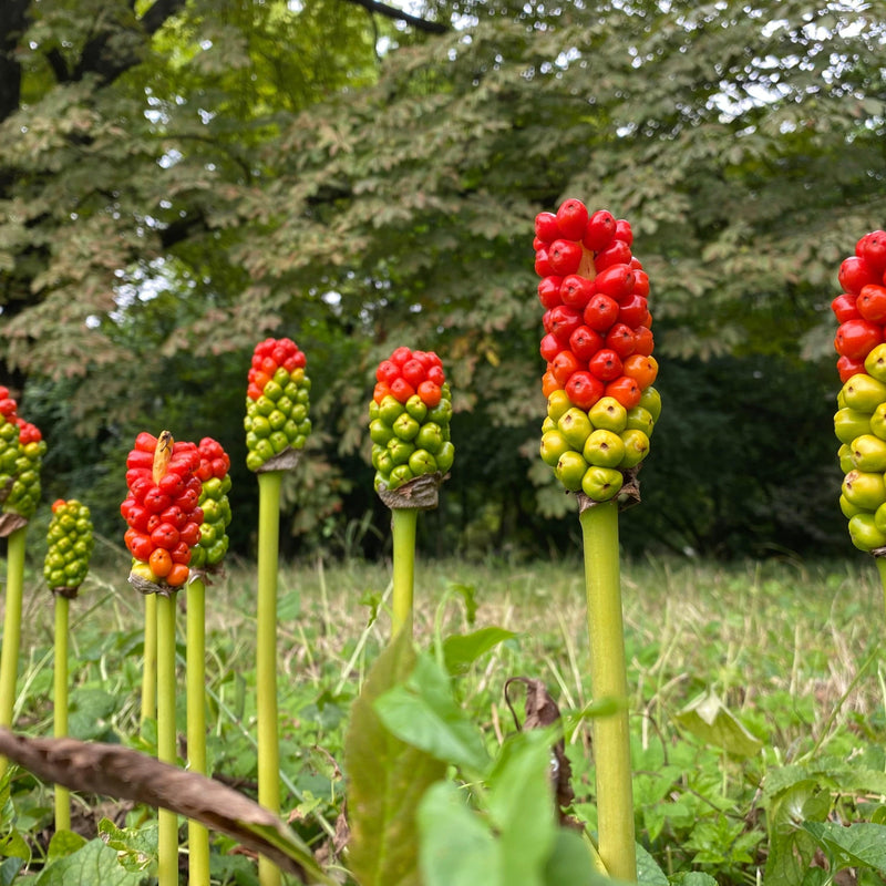 Rode knoppen van de biologische aronskelk