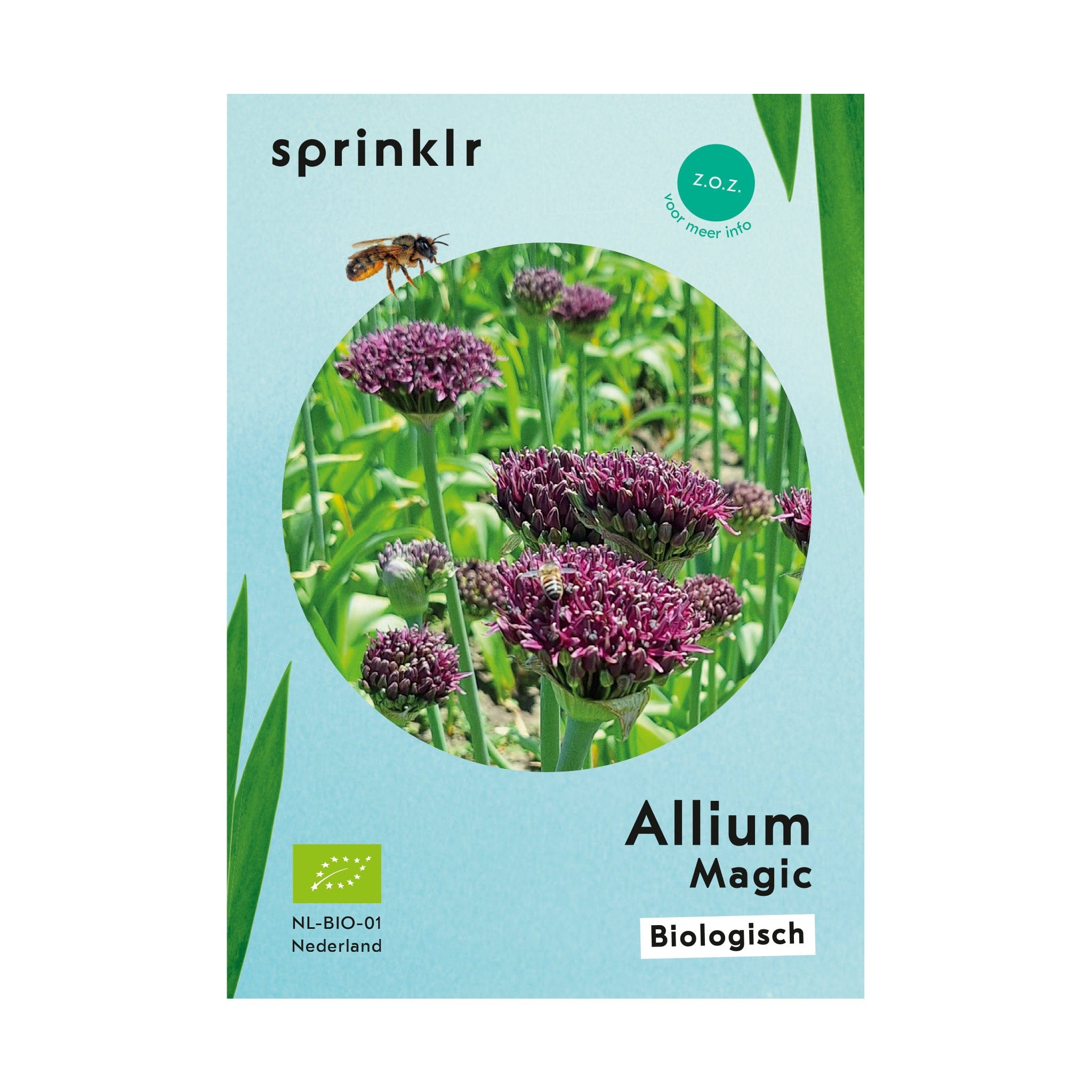 Allium Magic - Sierui bestellen? | Biologische bloembollen | Sprinklr
