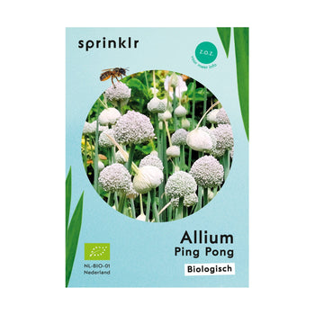 Allium Ping Pong