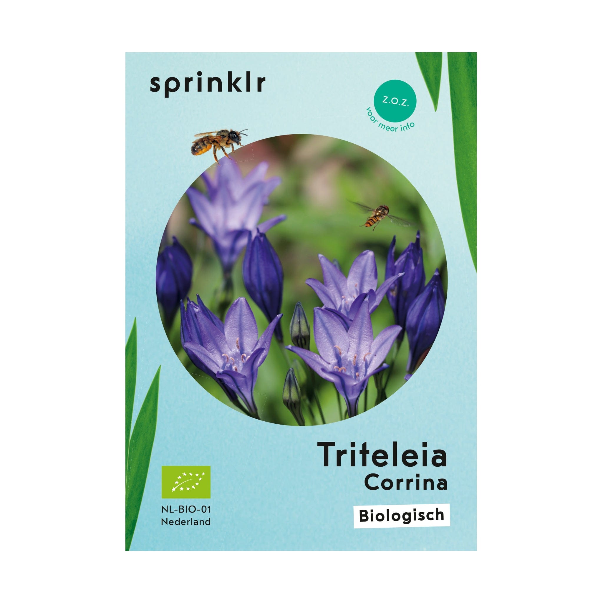 Triteleia Brodiaea Corrina | Biologische bloembollen | Sprinklr