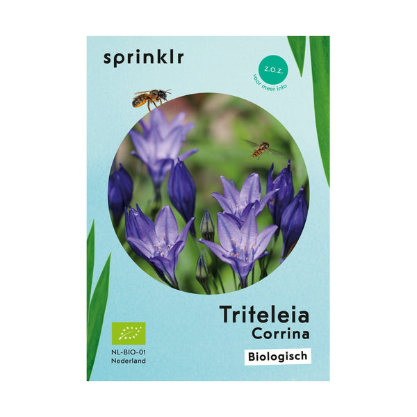 Triteleia Corrina