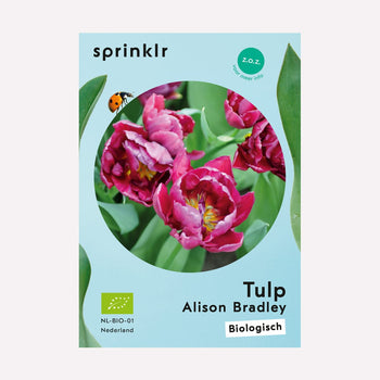 Tulp Alison Bradley