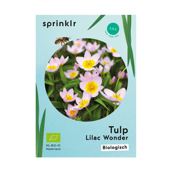Tulp Lilac Wonder