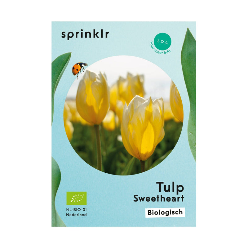 Tulp Sweetheart