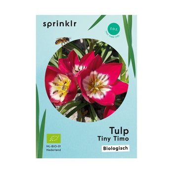 Tulp Tiny Timo