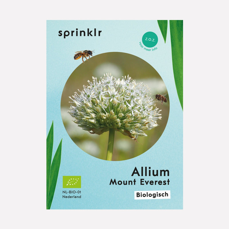 Allium Mount Everest