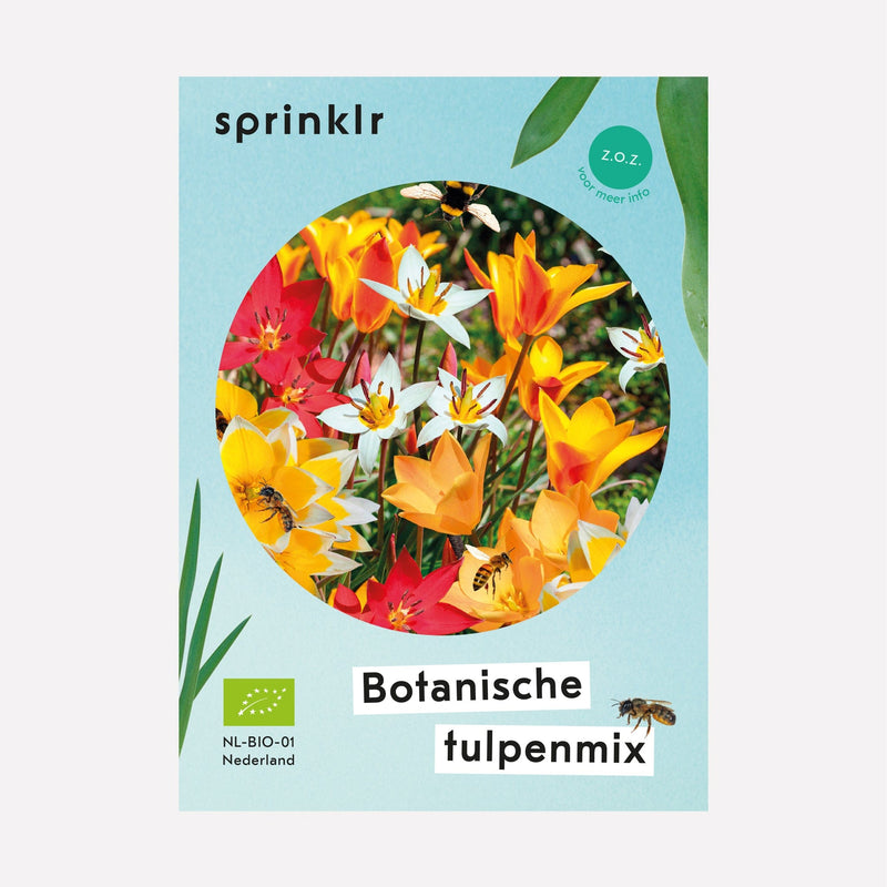 Botanische tulpenmix