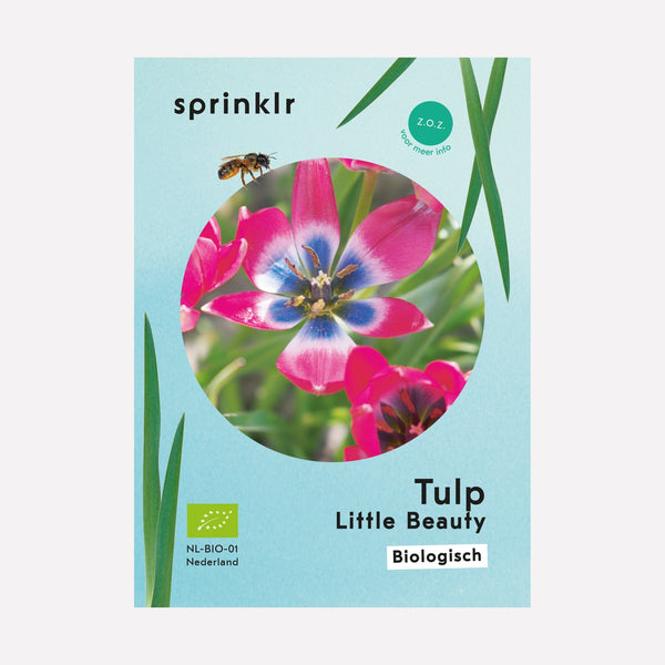 Prachtige tulp roze, wit en blauw van kleur