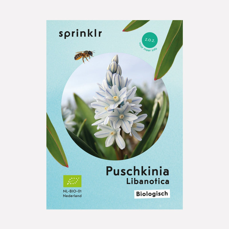 Sprinklr bollenlabel van Puschkinia libanotica